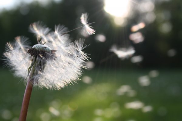 Naturopathic Recommendations for Allergies